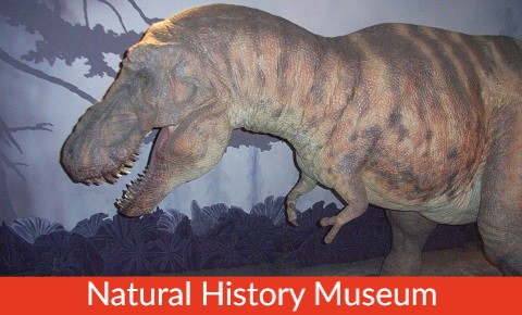 Family London Tours London Attraction Small Natural History Museum